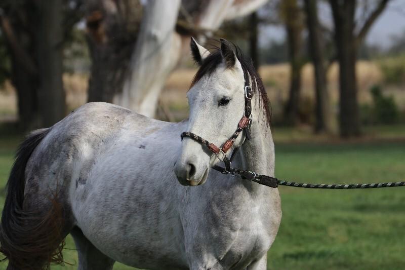 Enlarge Dove, a Adoptable Quarterhorse in Scotland, SD image 2/2