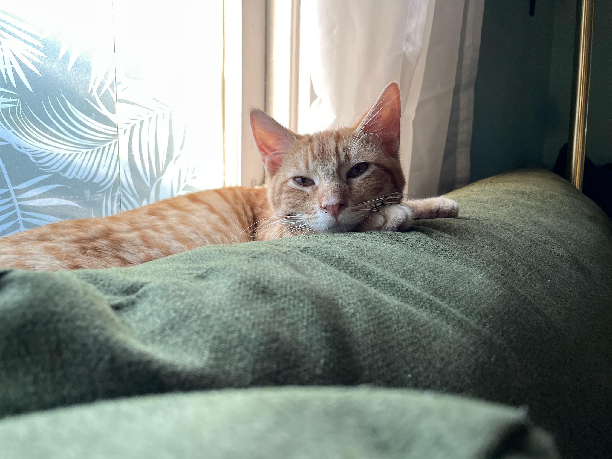 Enlarge Reggie, a Adoptable Tabby in New Orleans, LA image 2/2