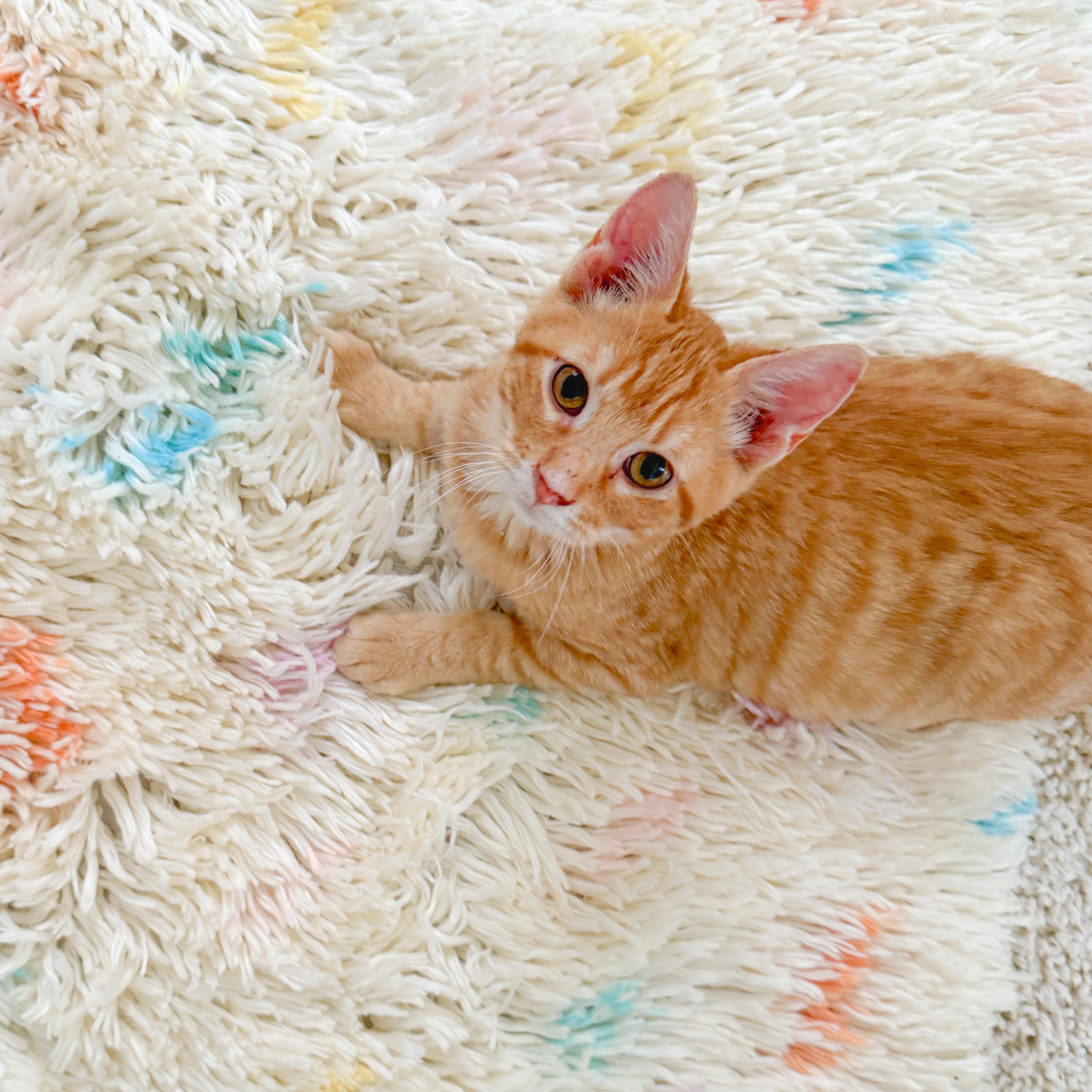 Reggie, Adoptable, Young Male Tabby.