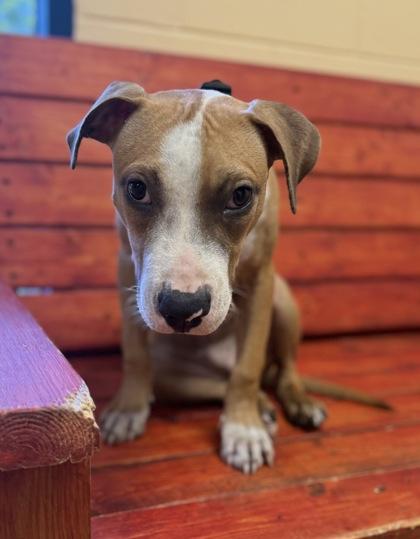 Enlarge Kapok, a Adoptable mixed breed in Sanford, FL image 1/2