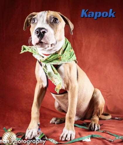 Enlarge Kapok, a Adoptable mixed breed in Sanford, FL image 2/2