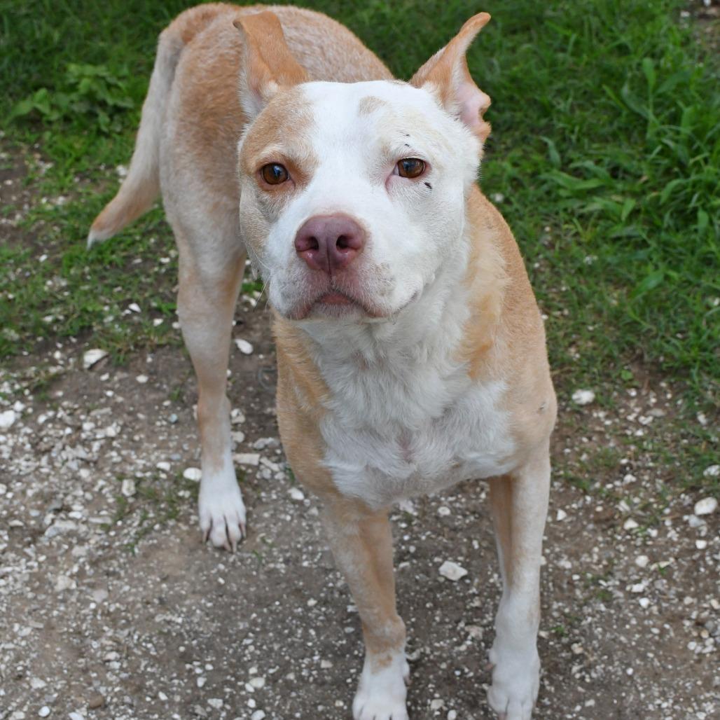 Silverfish, Adoptable, Adult Male Pit Bull Terrier & Mixed Breed.