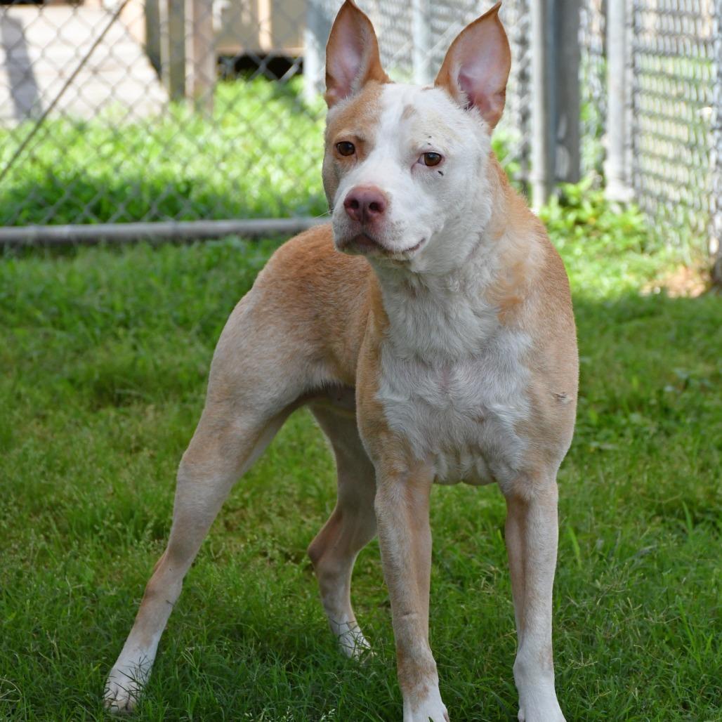Silverfish, a Adoptable mixed breed in Beaumont, TX image 2/6