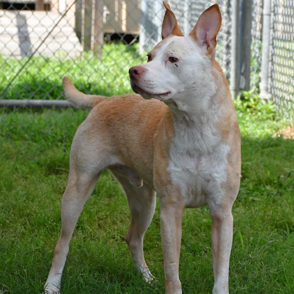 Silverfish, a Adoptable mixed breed in Beaumont, TX image 3/6