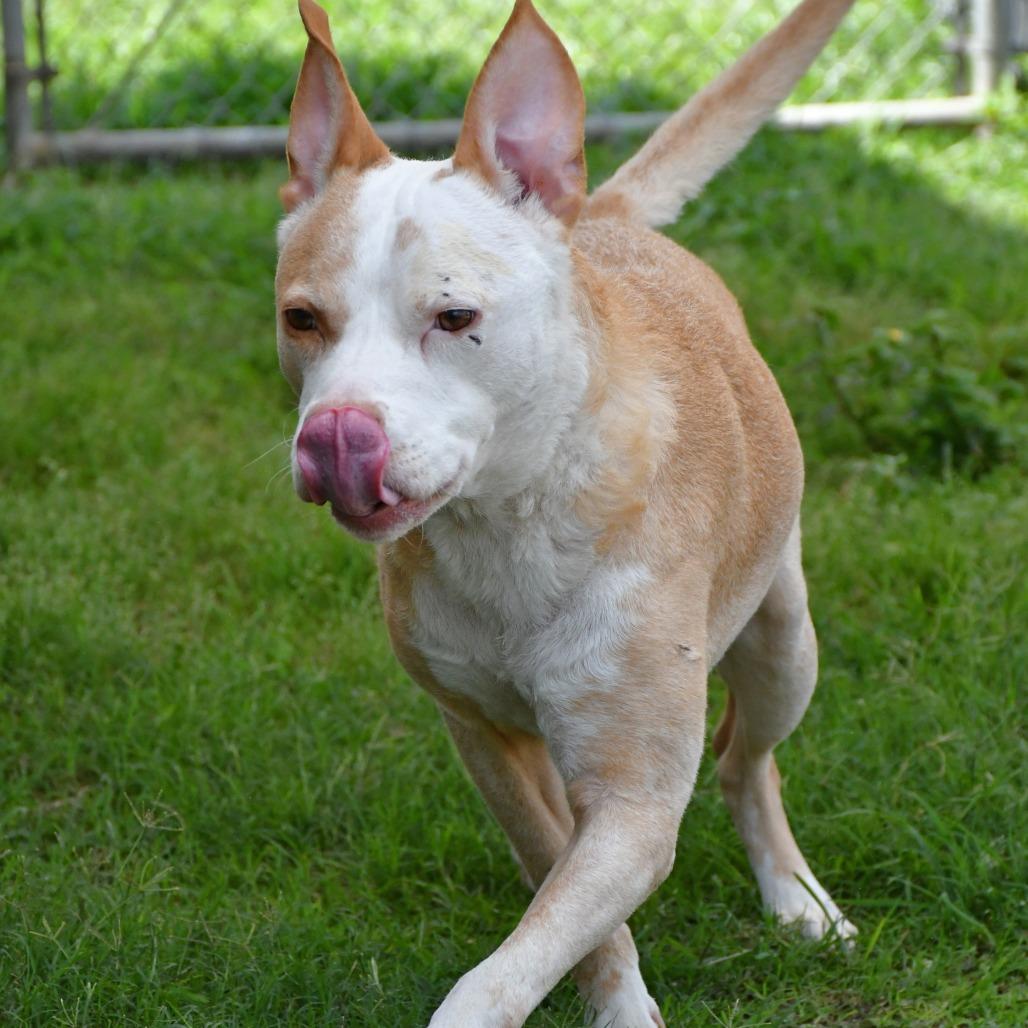 Silverfish, a Adoptable mixed breed in Beaumont, TX image 4/6