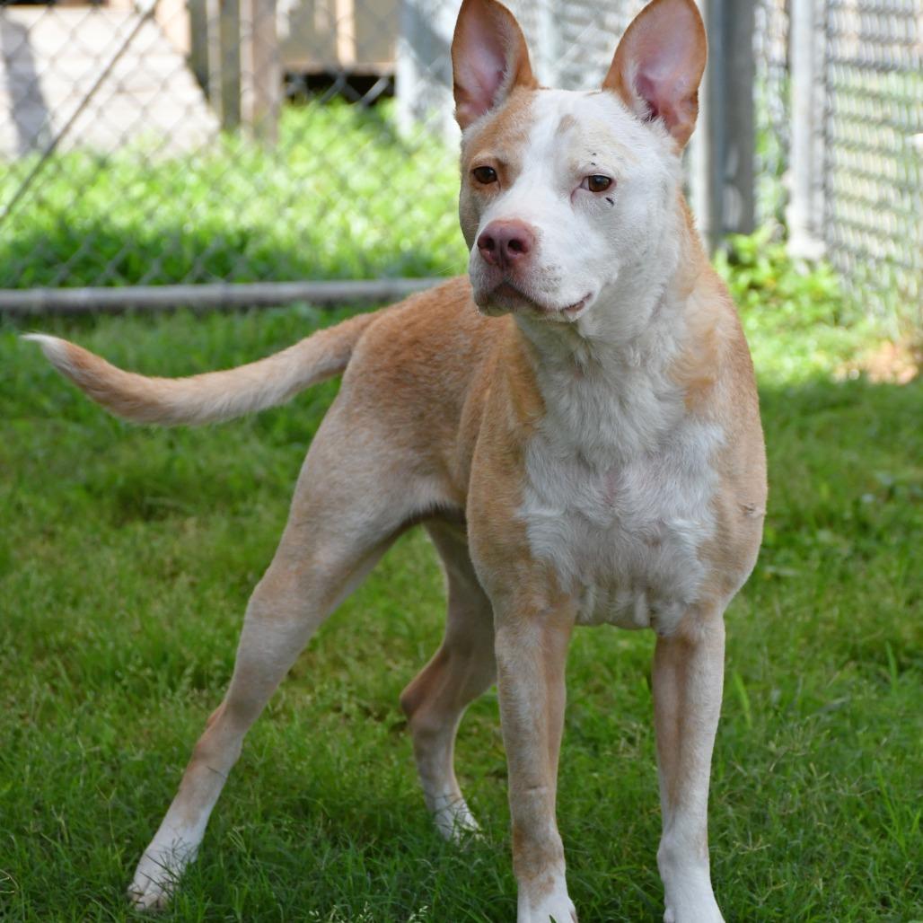 Silverfish, a Adoptable mixed breed in Beaumont, TX image 5/6