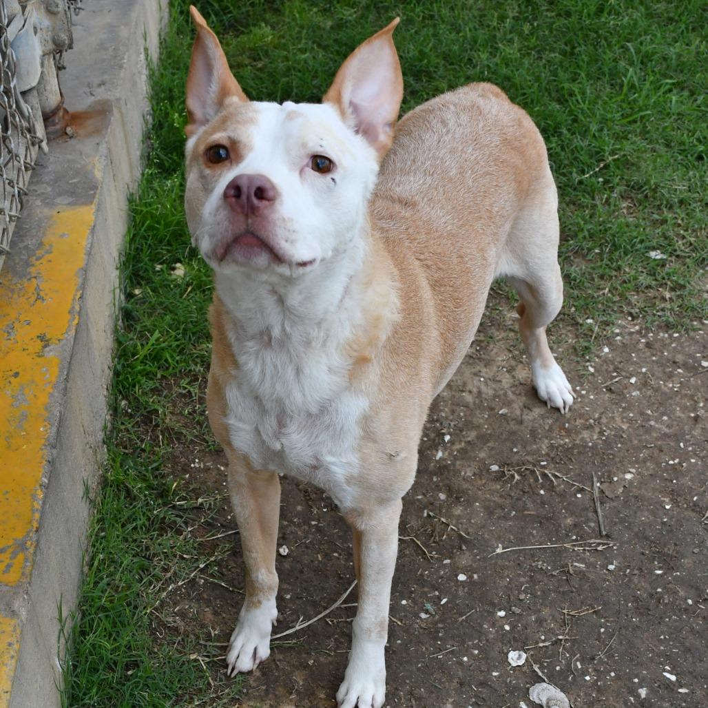Silverfish, a Adoptable mixed breed in Beaumont, TX image 6/6