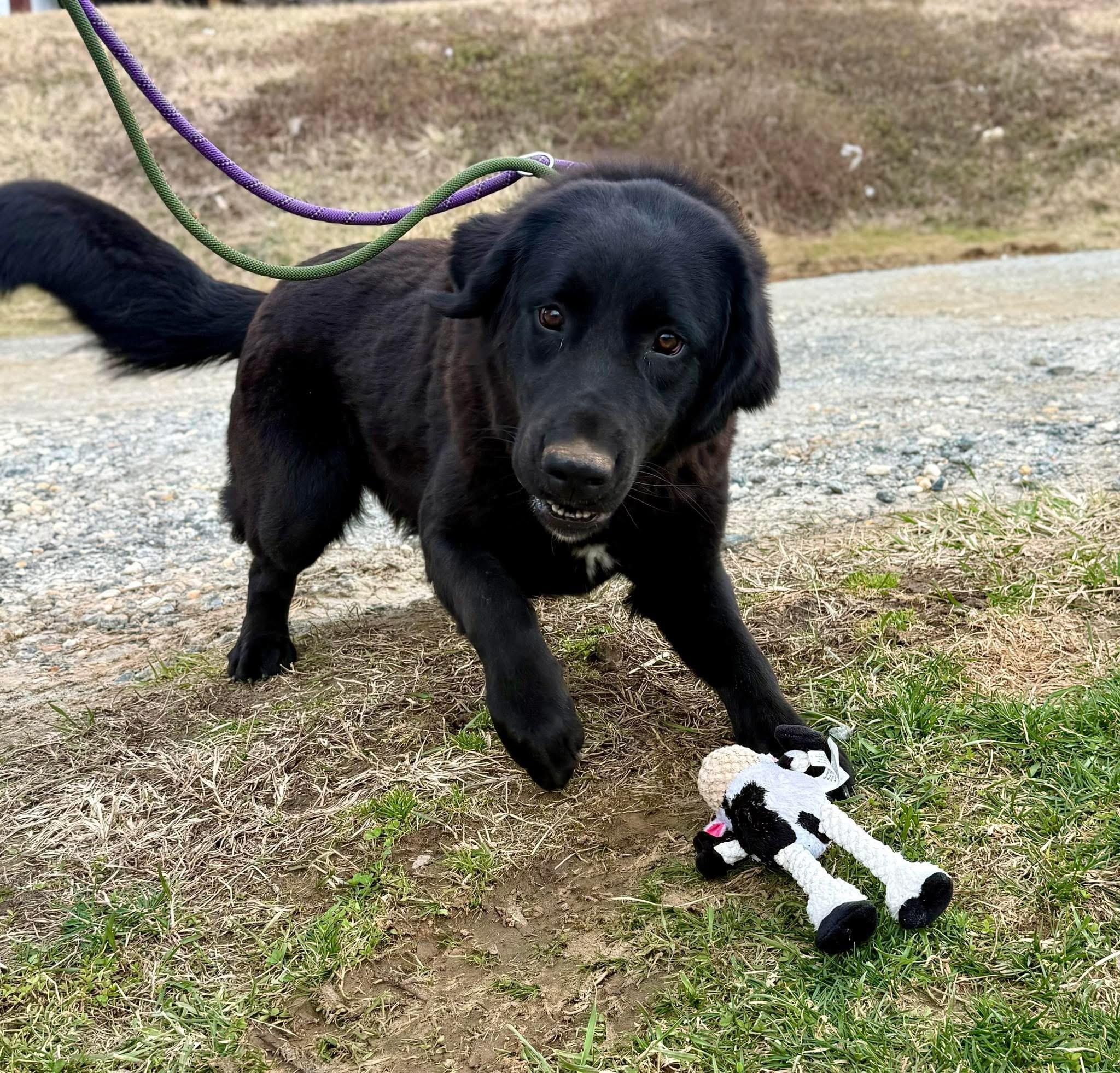 Luna, ADOPTABLE, Young Female Mastiff & Black Labrador Retriever.
