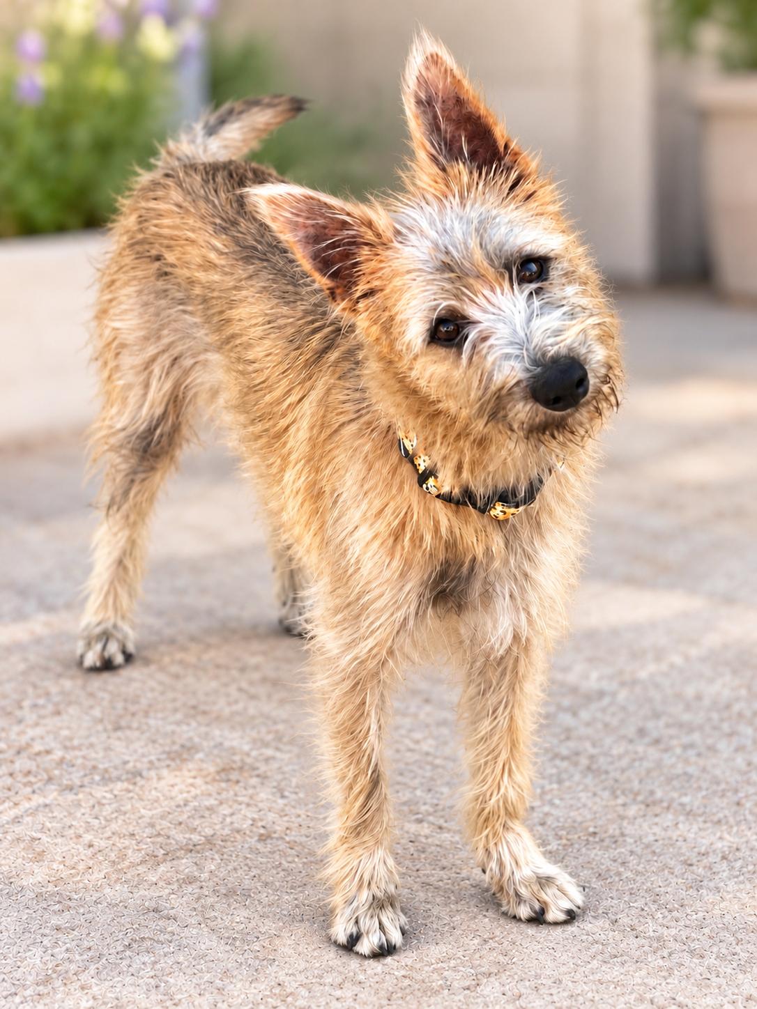 Finn, Adoptable, Young Male Schnauzer & Terrier.