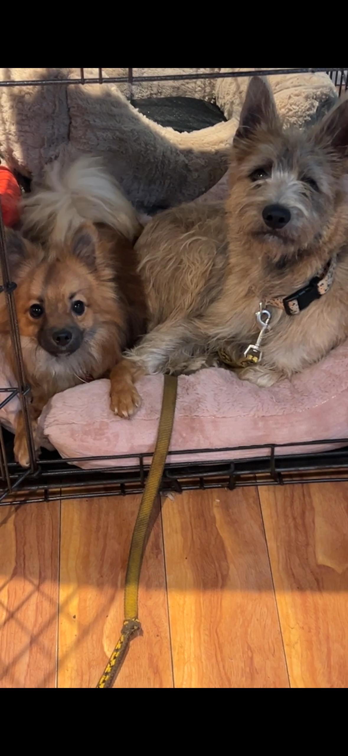 Enlarge Finn, a Adoptable mixed breed in Surrey, BC image 5/5
