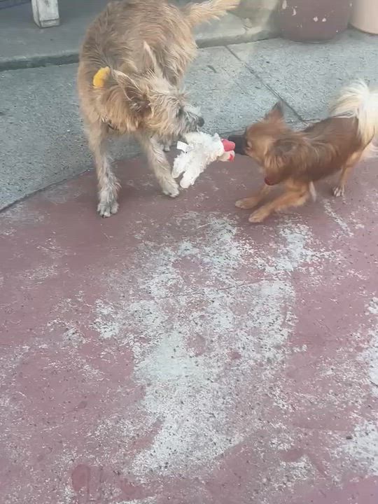 Enlarge Finn, a Adoptable mixed breed in Surrey, BC video 4/5