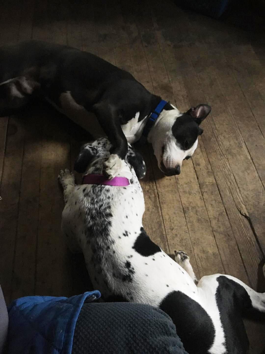 Freckles, Adopted, Adult Female Pit Bull Terrier.