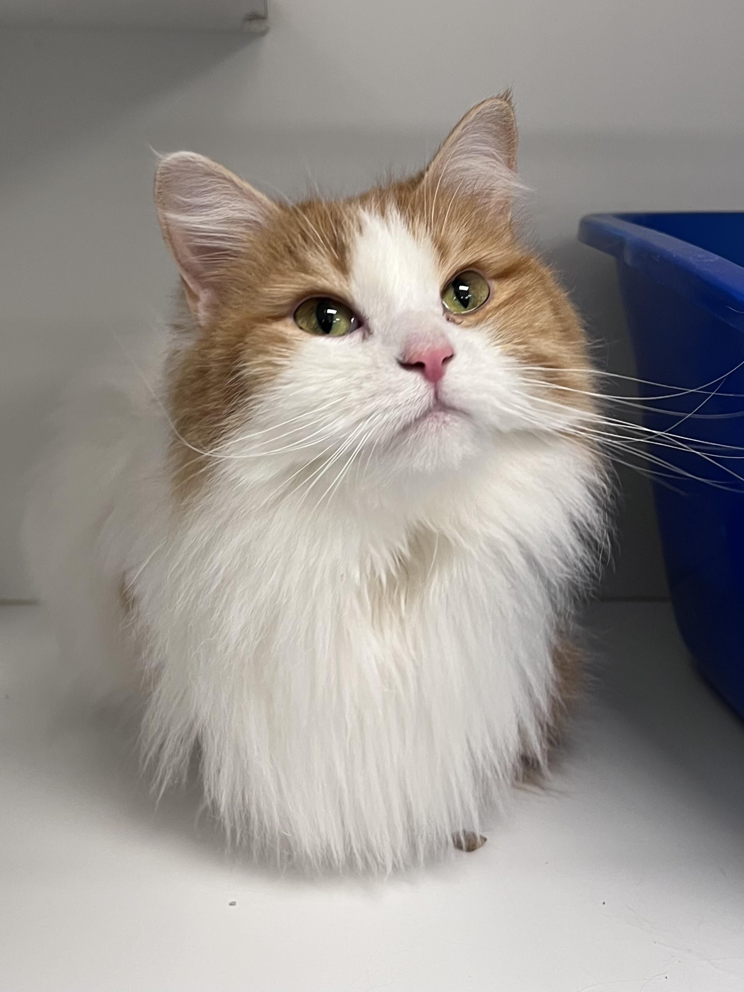 Macchiato, an adopted Domestic Long Hair in Arlington Heights, IL image 2/2