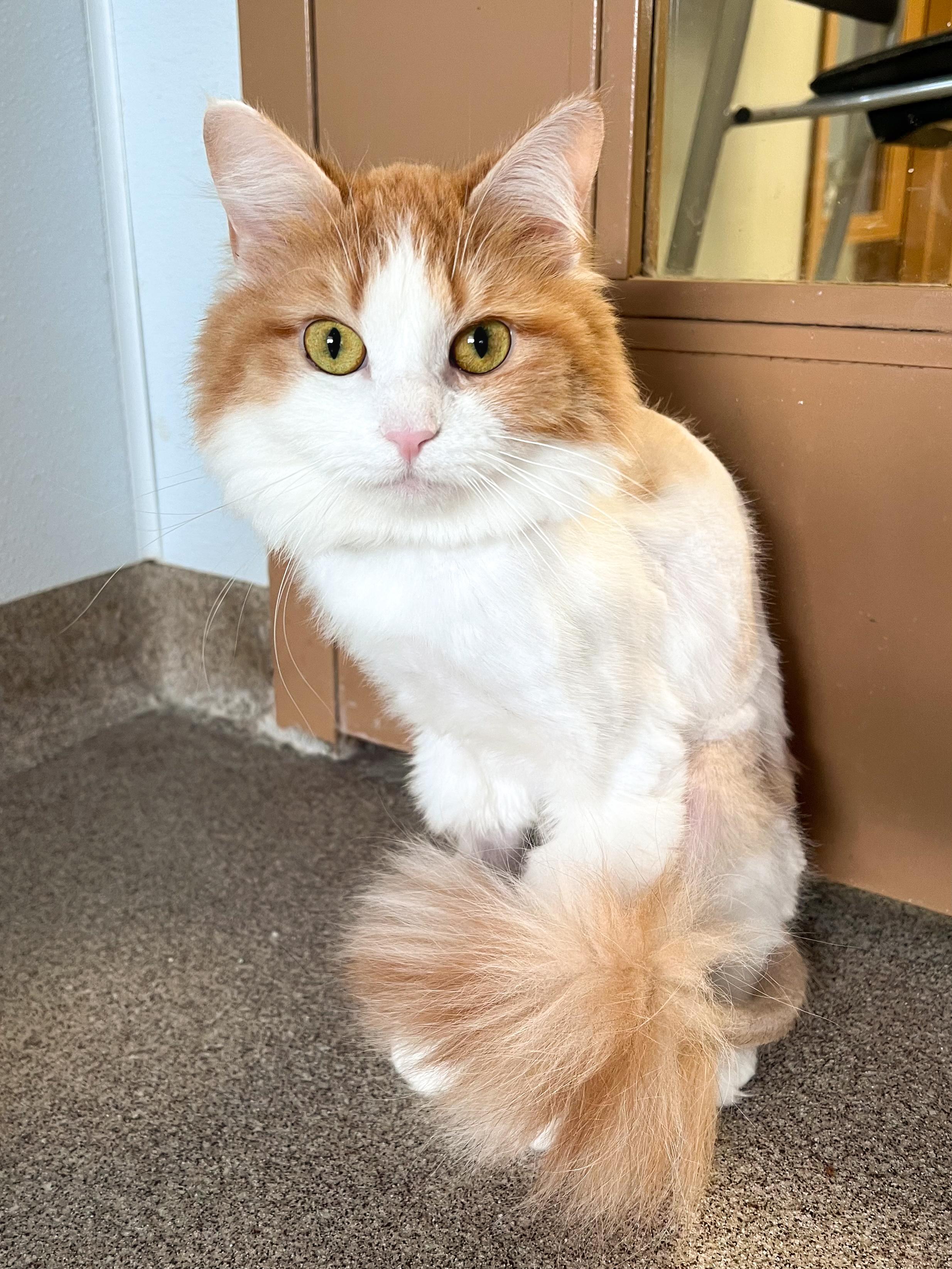 Macchiato, adopted, Adult Female Domestic Long Hair.