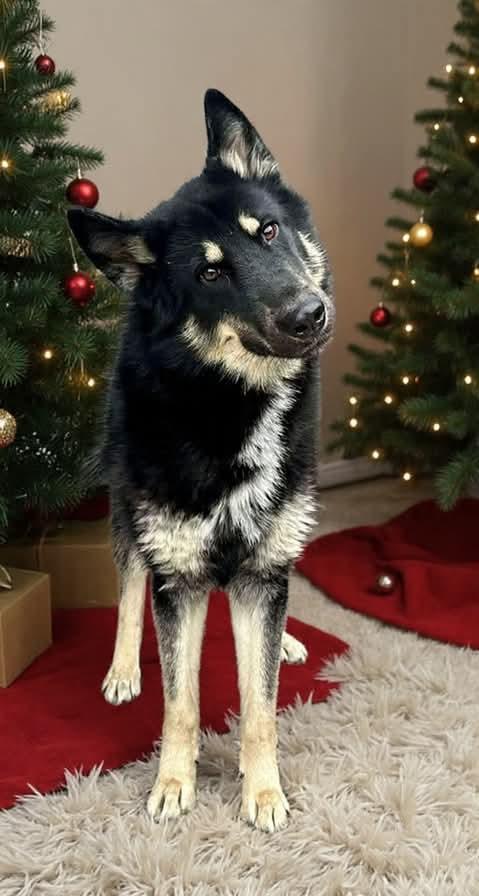 Enlarge YOUNG LONG HAIRED GSD, a ADOPTABLE German Shepherd Dog in Northwood, OH image 3/3