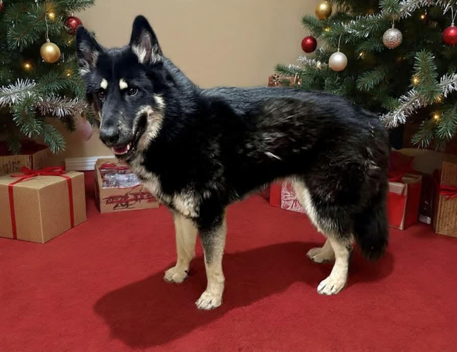 Enlarge YOUNG LONG HAIRED GSD, a ADOPTABLE German Shepherd Dog in Northwood, OH image 1/3