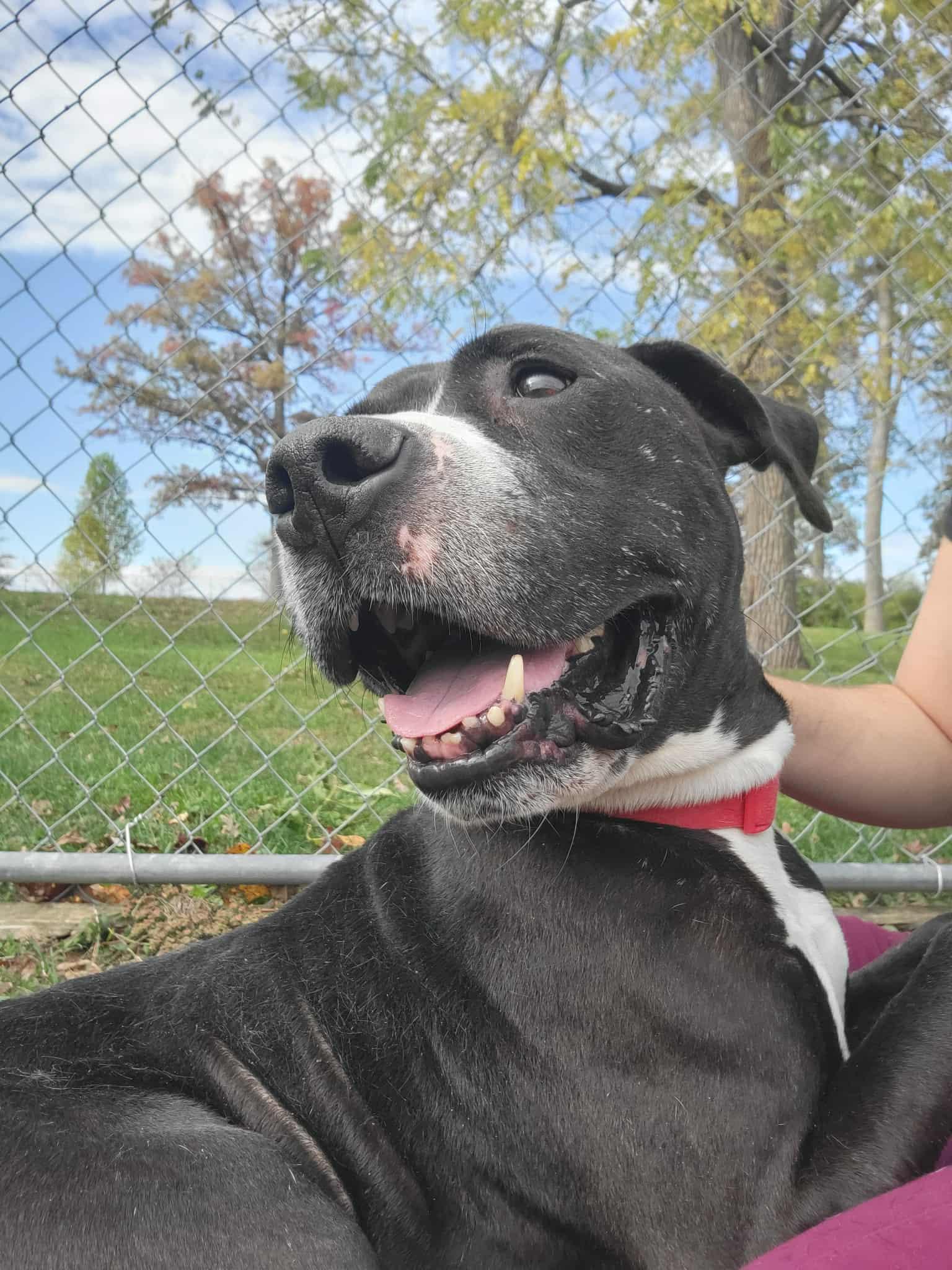 Enlarge T-Bone, an adopted mixed breed in Chambersburg, PA image 1/1