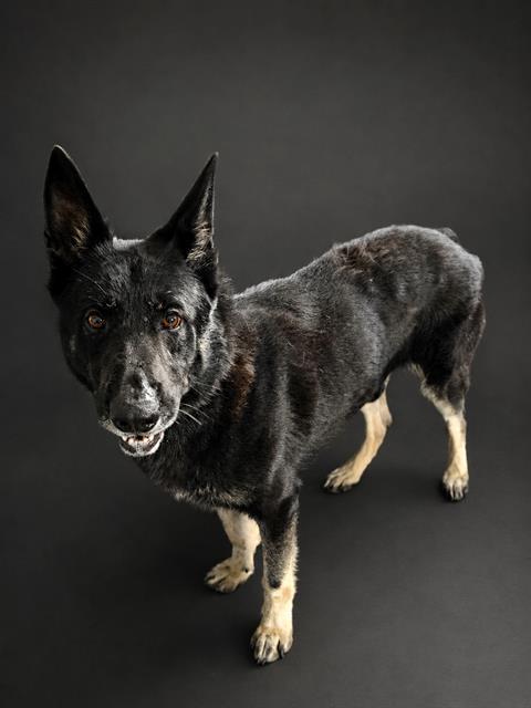 Enlarge GEORGE, a Adoptable German Shepherd Dog in Winter Haven, FL image 1/1
