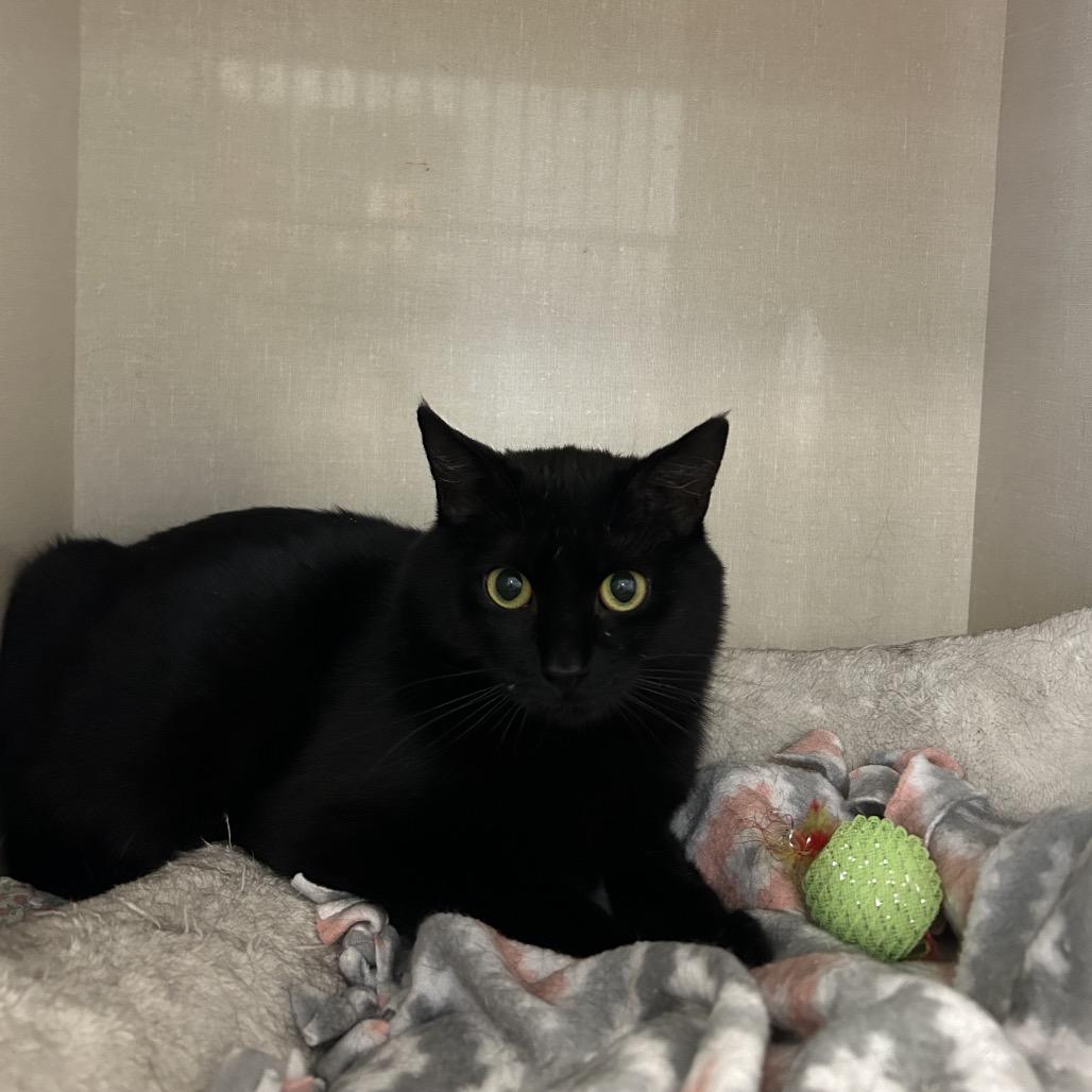 Jolly, Adoptable, Adult Female Domestic Short Hair.