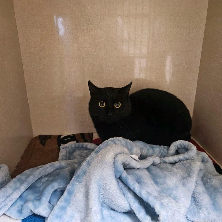 Jolly, Adoptable, Adult Female Domestic Short Hair.