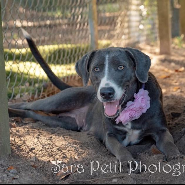 Lena, Adoptable, Adult Female Mixed Breed.