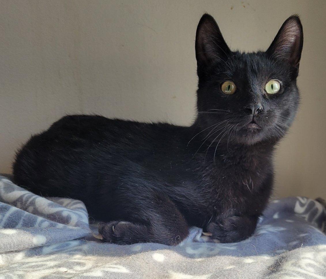 Zeke, Adoptable, Young Male Domestic Short Hair.