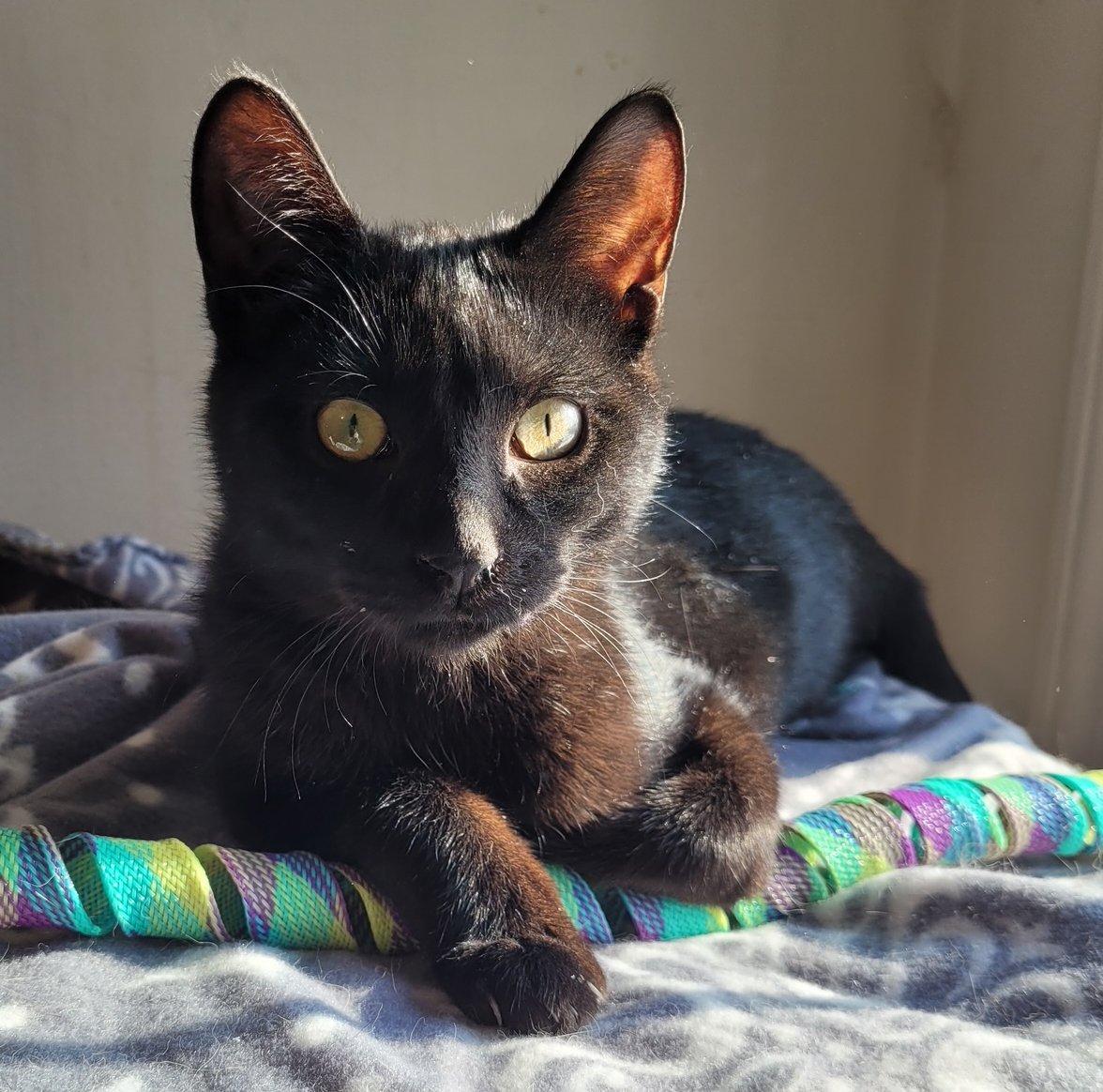 Enlarge Zeke, a Adoptable Domestic Short Hair in Ypsilanti, MI image 2/5