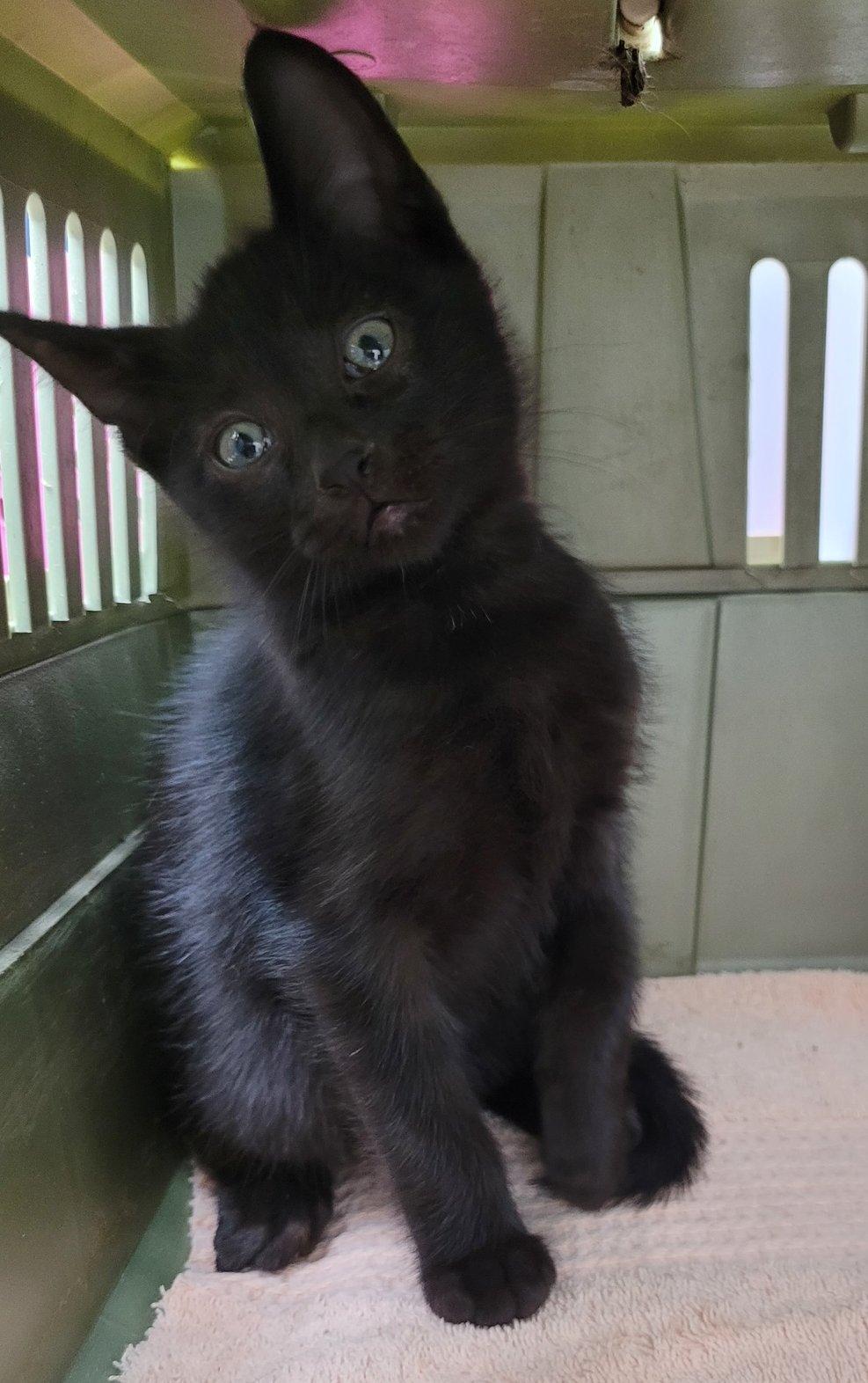 Zeke, Adoptable, Kitten Male Domestic Short Hair.