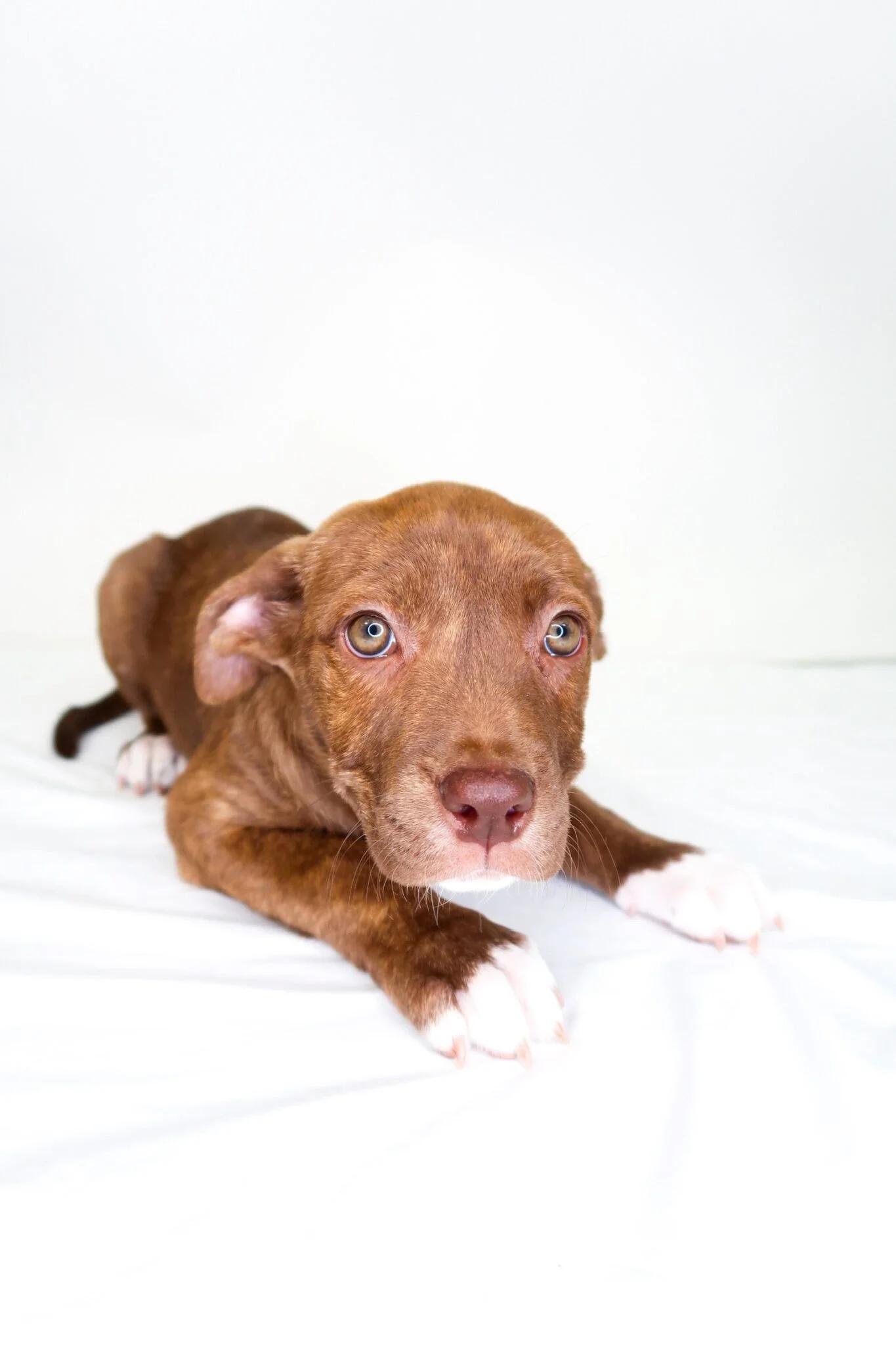 Brownie, Adoptable, Puppy Female Labrador Retriever & Pit Bull Terrier.