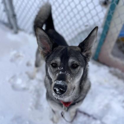 Eclipse, a Adoptable mixed breed in Janesville, WI image 1/3