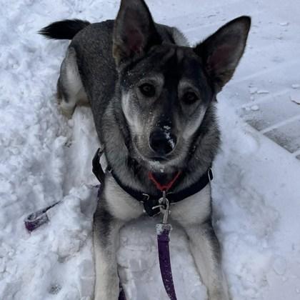 Eclipse, a Adoptable mixed breed in Janesville, WI image 2/3