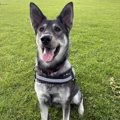 Eclipse, a Adoptable mixed breed in Janesville, WI image 3/3