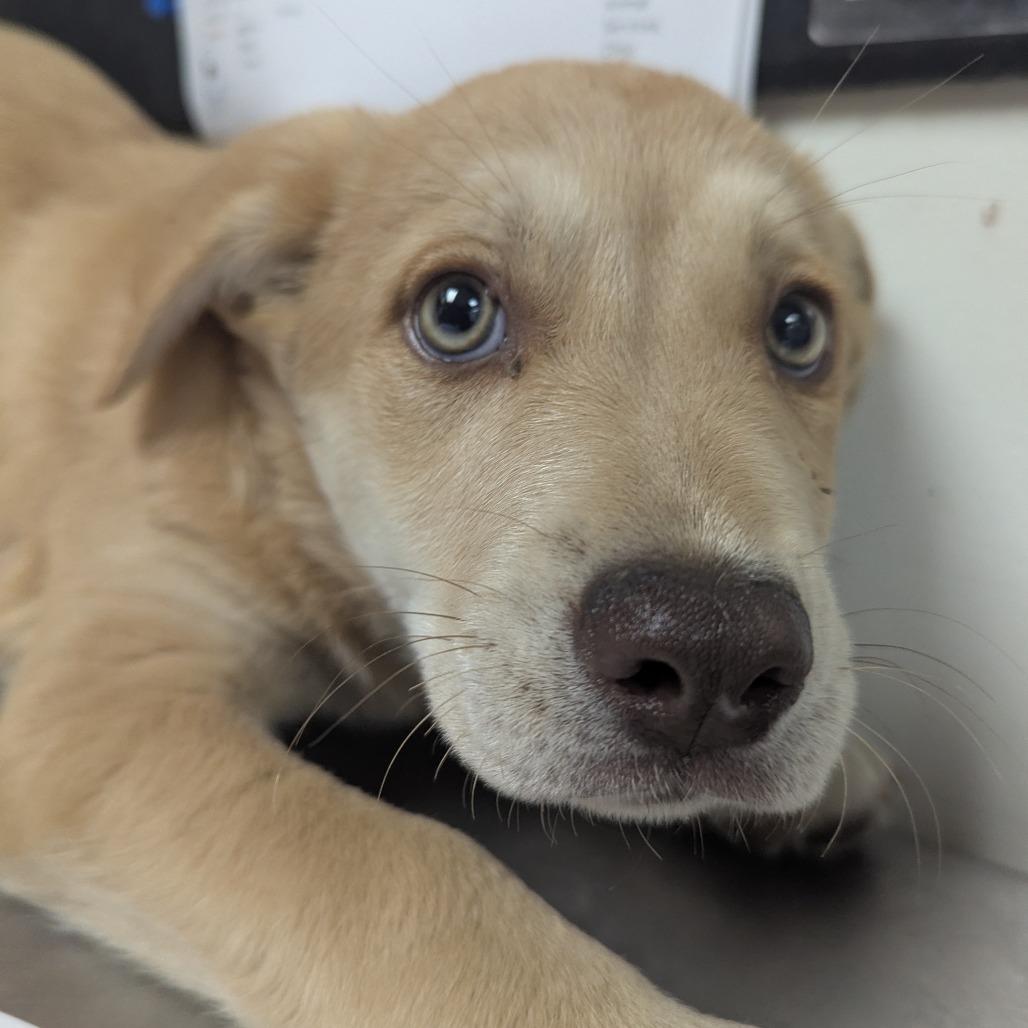 Chanel, Adoptable, Puppy Female Labrador Retriever.