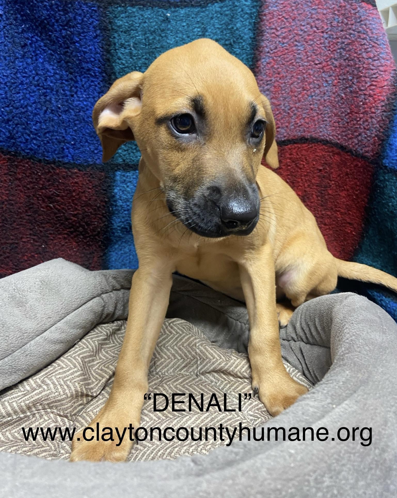 Denali, Adoptable, Young Female Pit Bull Terrier & German Shepherd Dog.