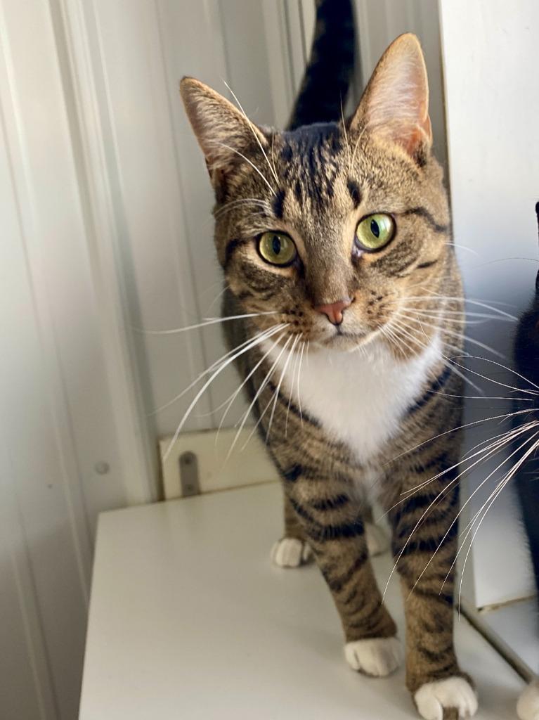 Walker, Adoptable, Adult Male Domestic Short Hair.