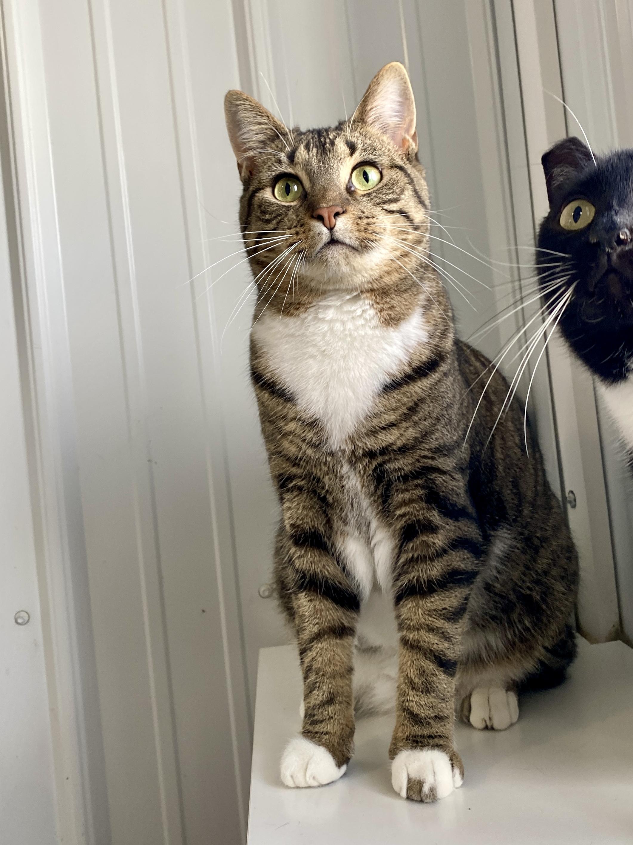 Walker, Adult Male Domestic Short Hair