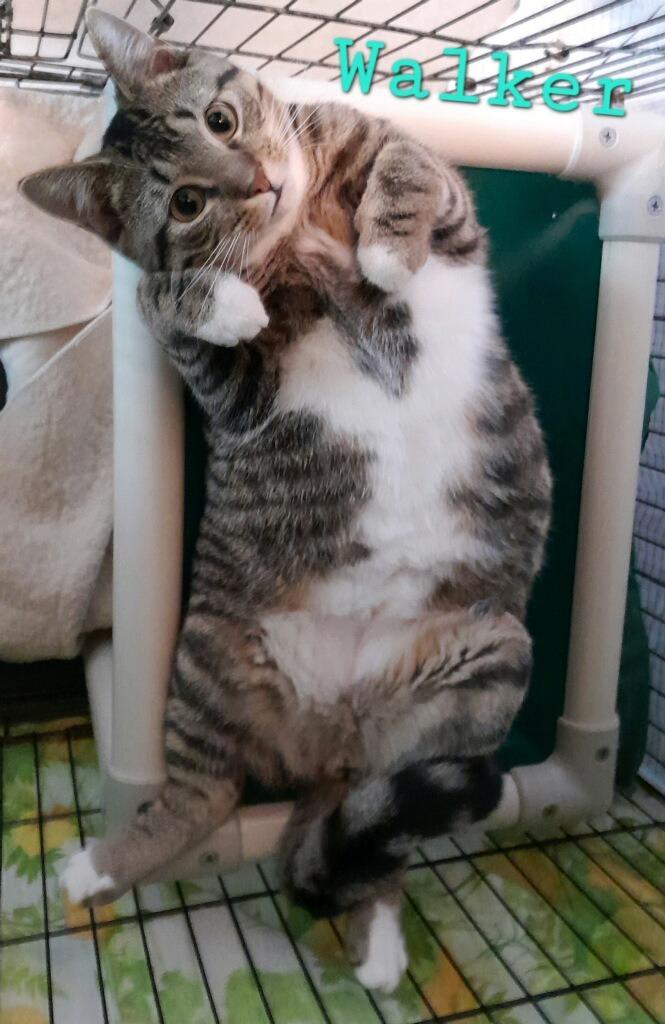 Walker, a Adoptable mixed breed in Hartford City, IN image 2/6