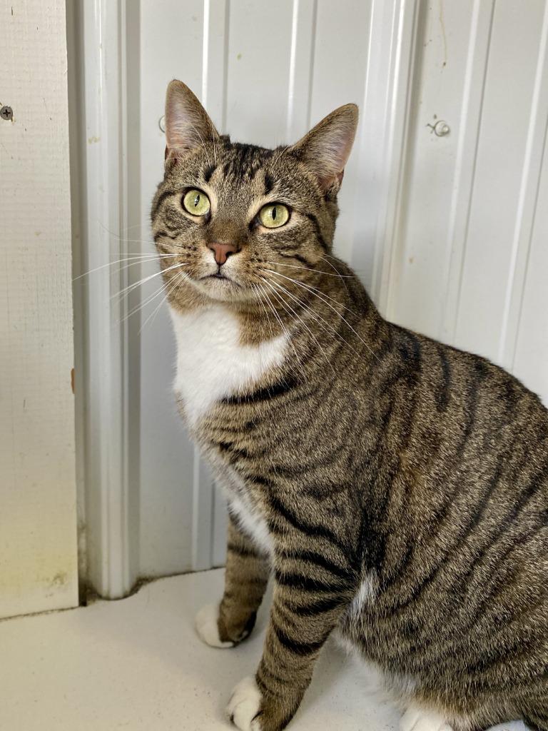 Walker, a Adoptable mixed breed in Hartford City, IN image 5/6