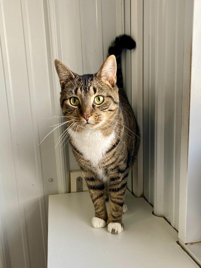 Walker, a Adoptable mixed breed in Hartford City, IN image 6/6