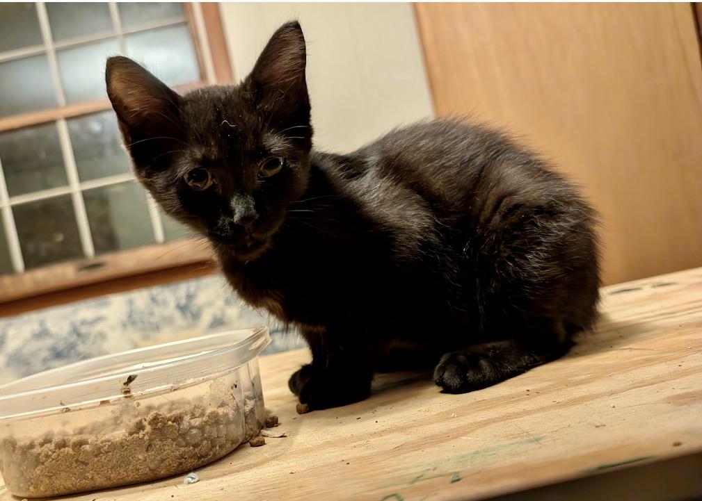 Timber, an adopted Domestic Short Hair in Johnson City, TN image 1/2