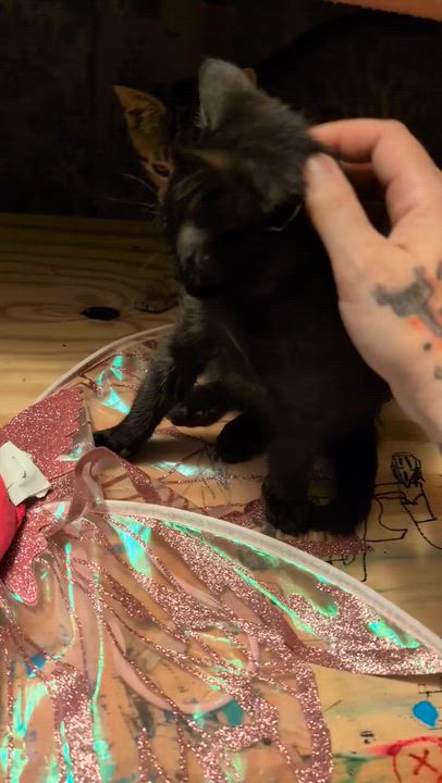 Enlarge Timber, an adopted Domestic Short Hair in Johnson City, TN video 2/2