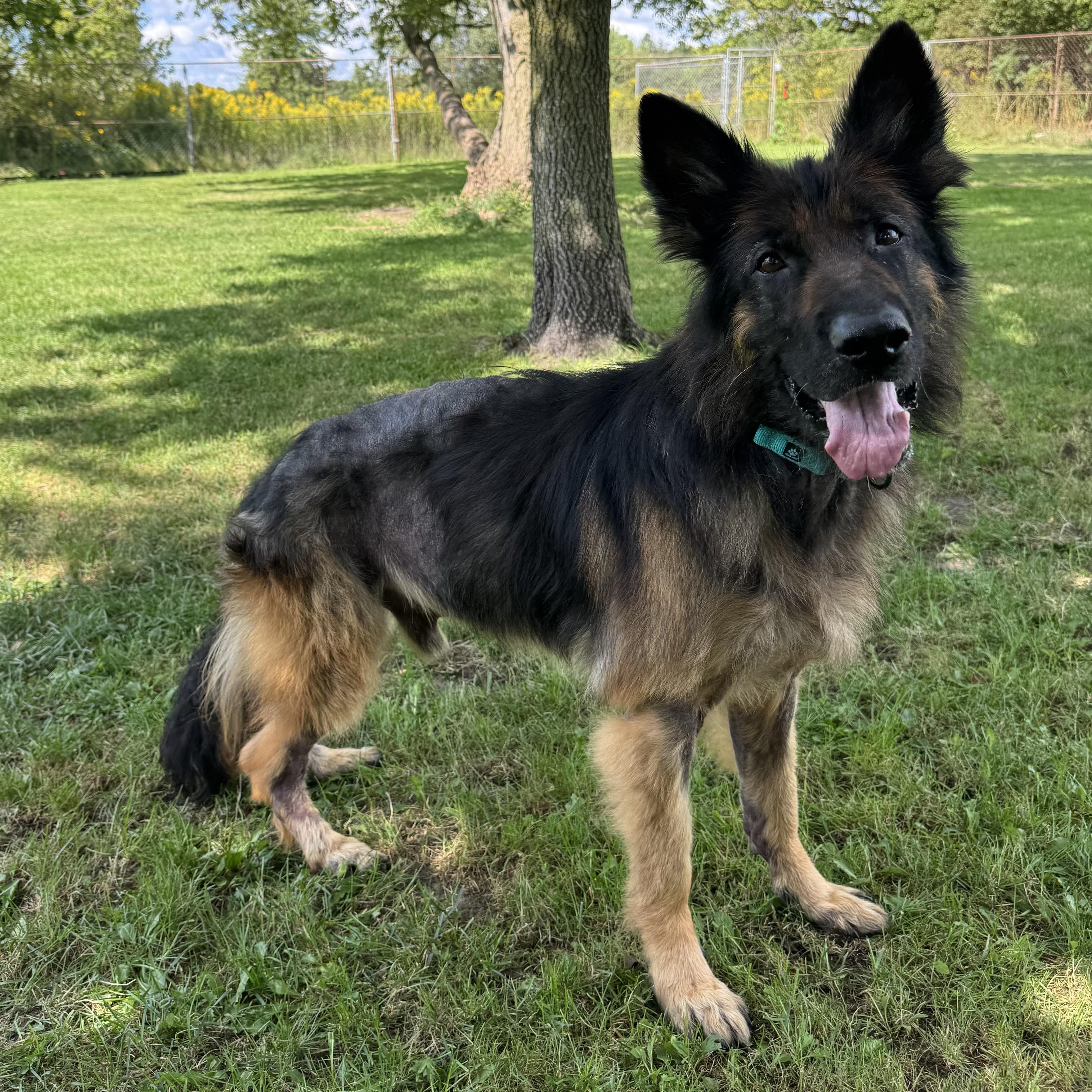Enlarge Samuel, a Adoptable German Shepherd Dog in China Township, MI image 1/6