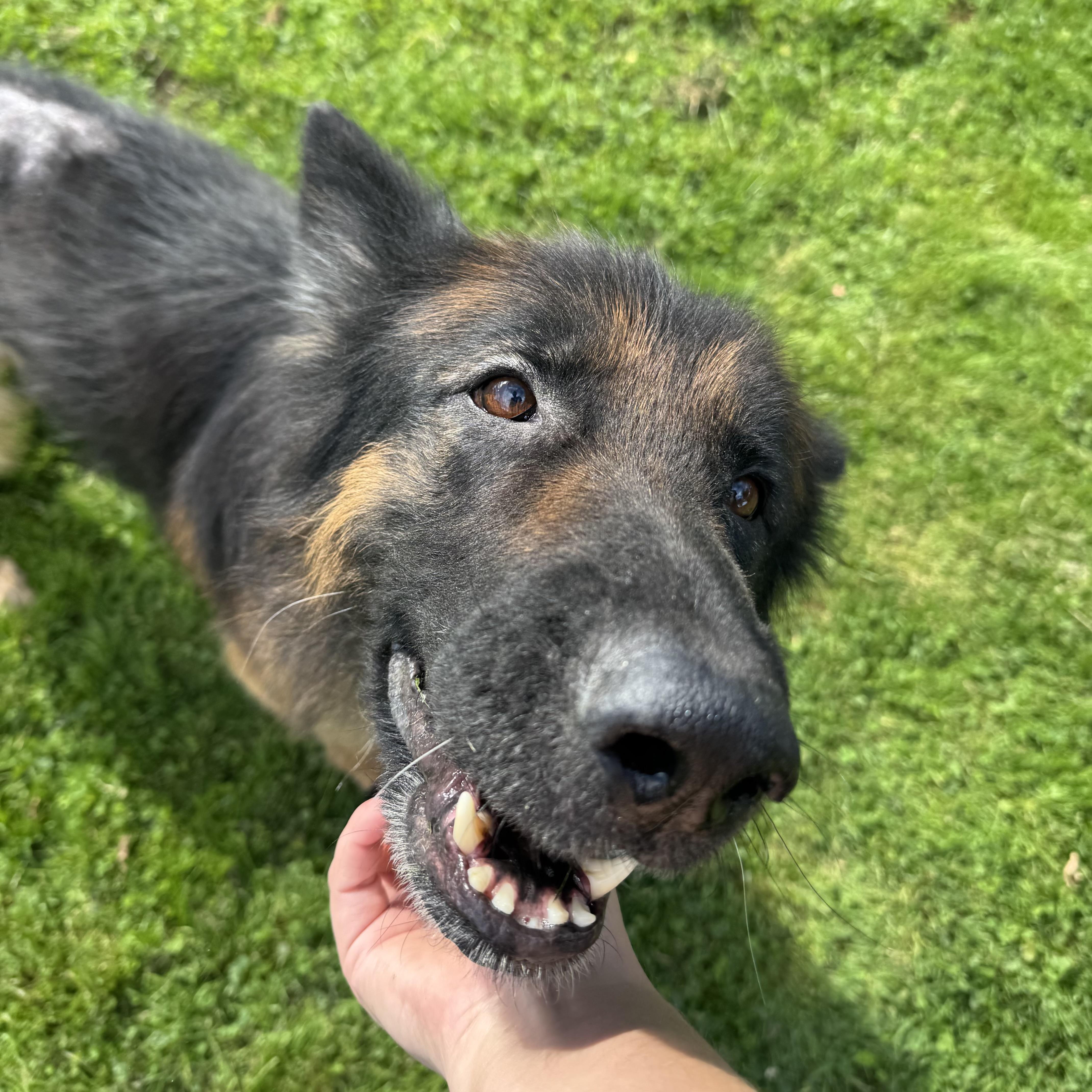 Enlarge Samuel, a Adoptable German Shepherd Dog in China Township, MI image 6/6