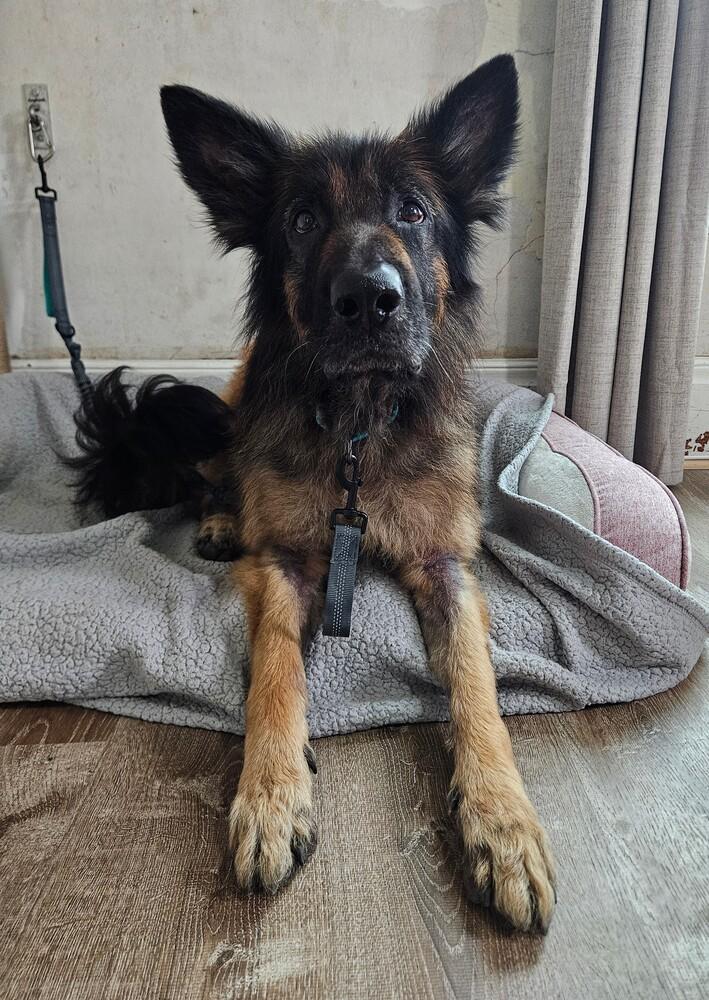 Enlarge Samuel, a Adoptable German Shepherd Dog in China Township, MI image 3/6
