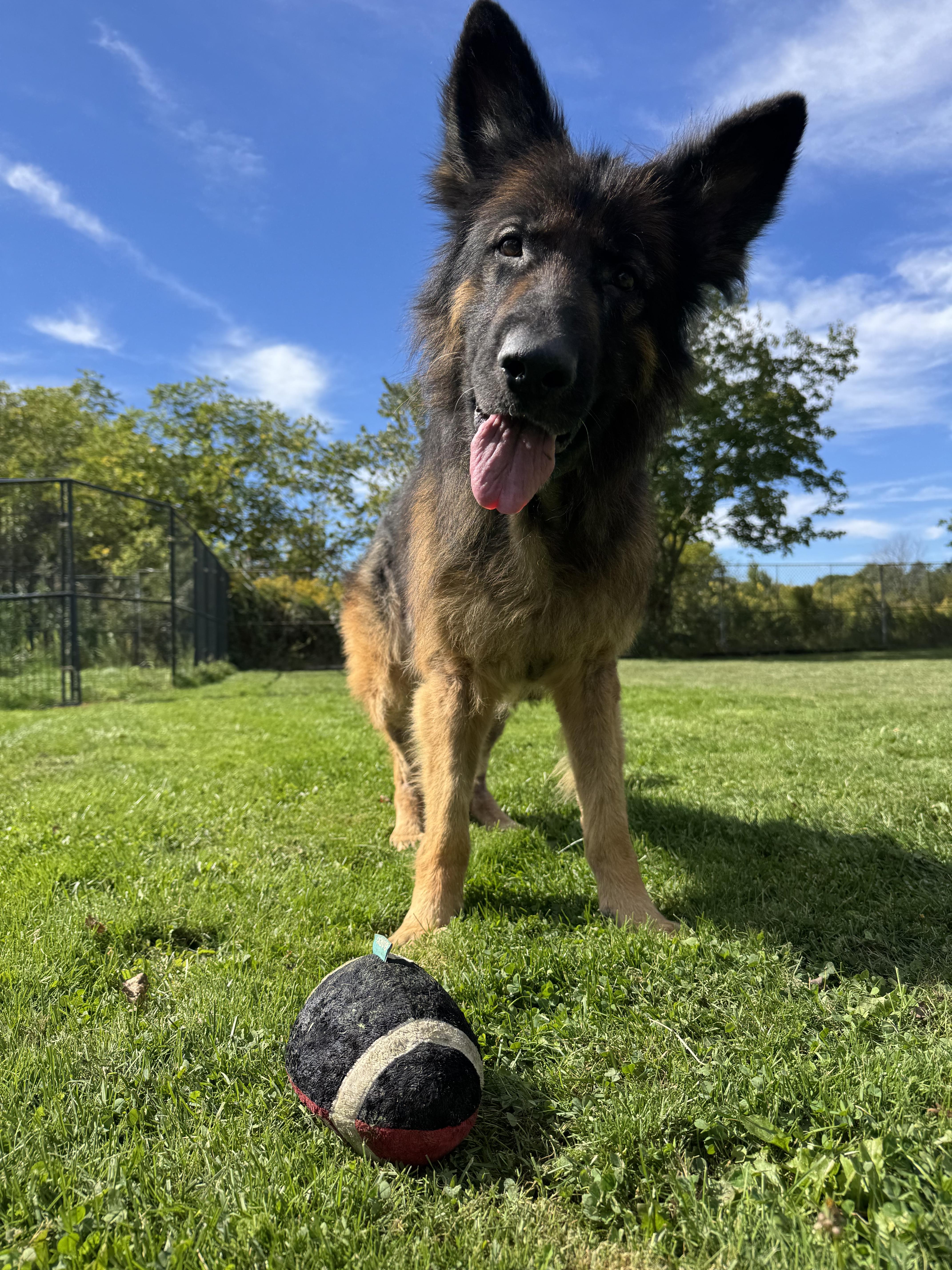Enlarge Samuel, a Adoptable German Shepherd Dog in China Township, MI image 5/6