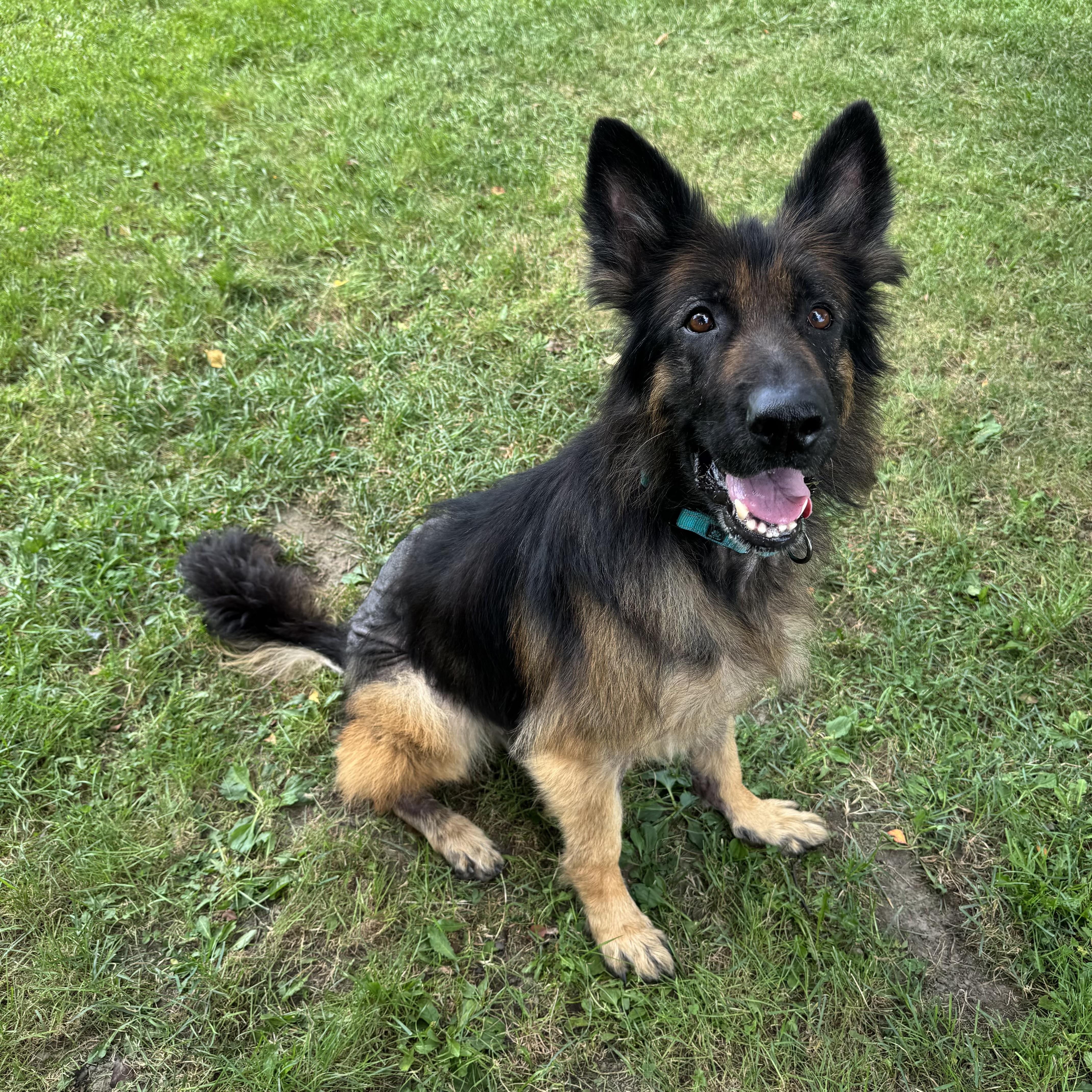 Enlarge Samuel, a Adoptable German Shepherd Dog in China Township, MI image 2/6