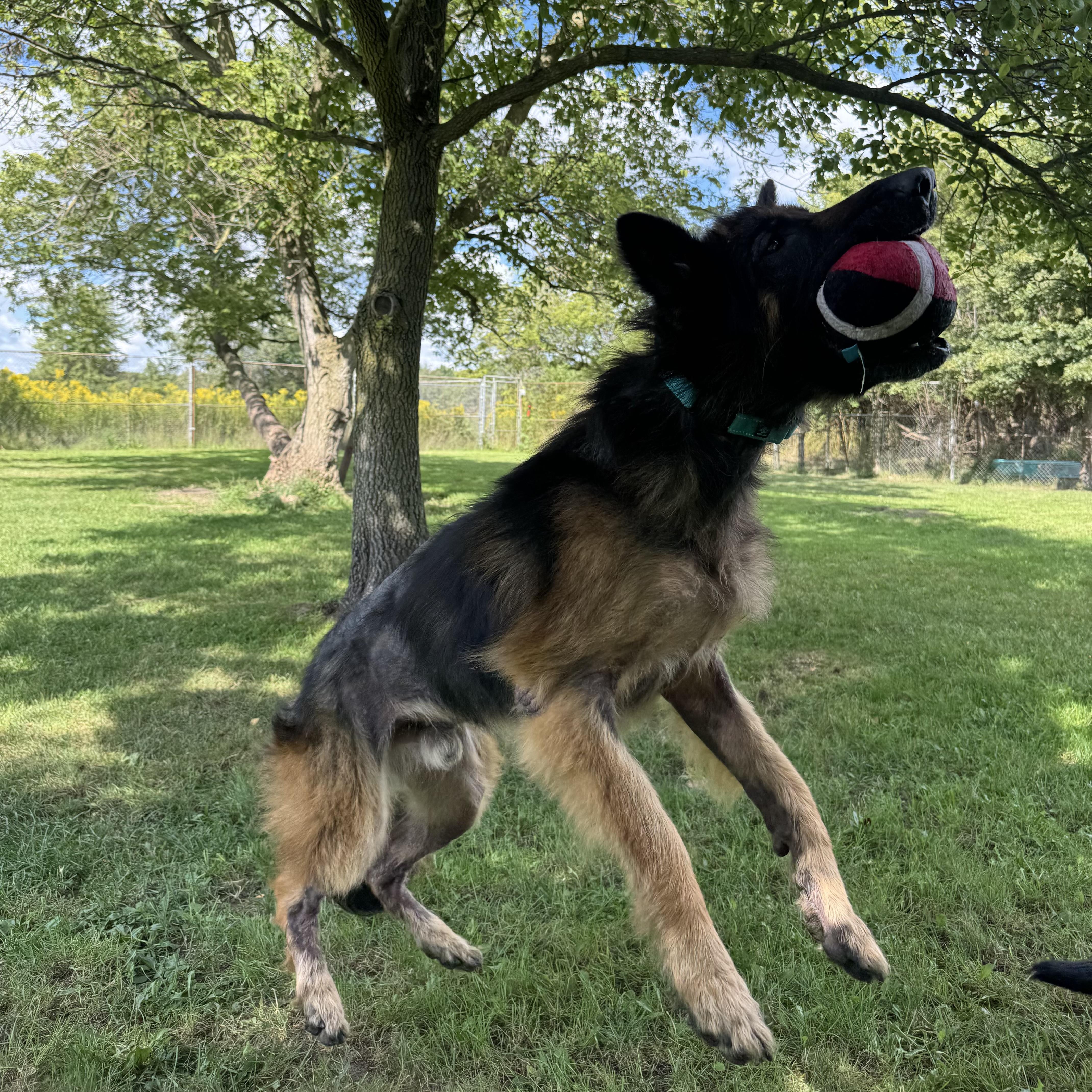 Enlarge Samuel, a Adoptable German Shepherd Dog in China Township, MI image 4/6