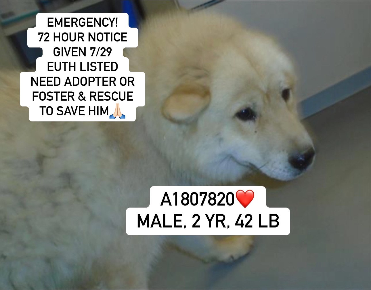 SNICKERS, Young Male Chow Chow