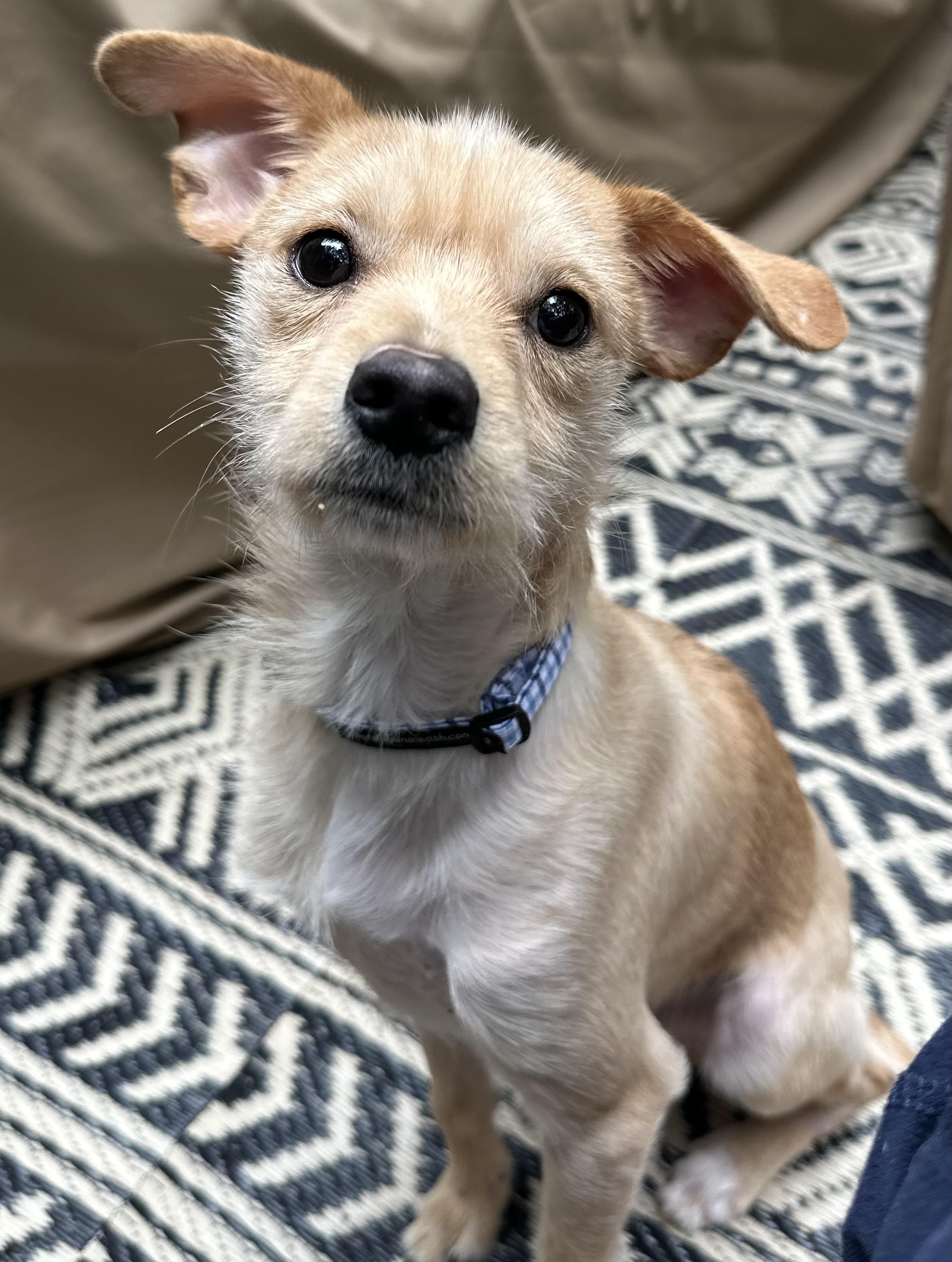 Hot Wheels, an adopted mixed breed in Lawrenceville, GA image 1/4
