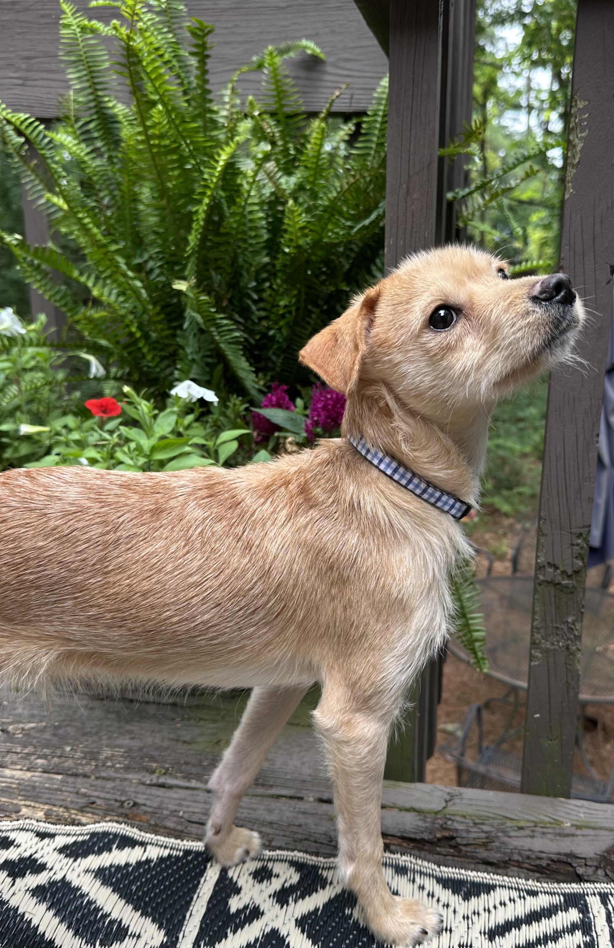 Hot Wheels, an adopted mixed breed in Lawrenceville, GA image 3/4